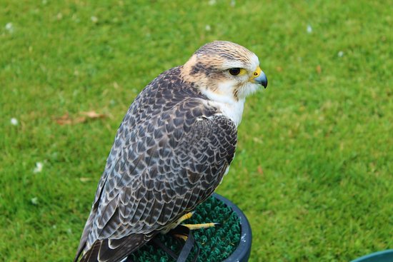 Battlefield Falconry Centre