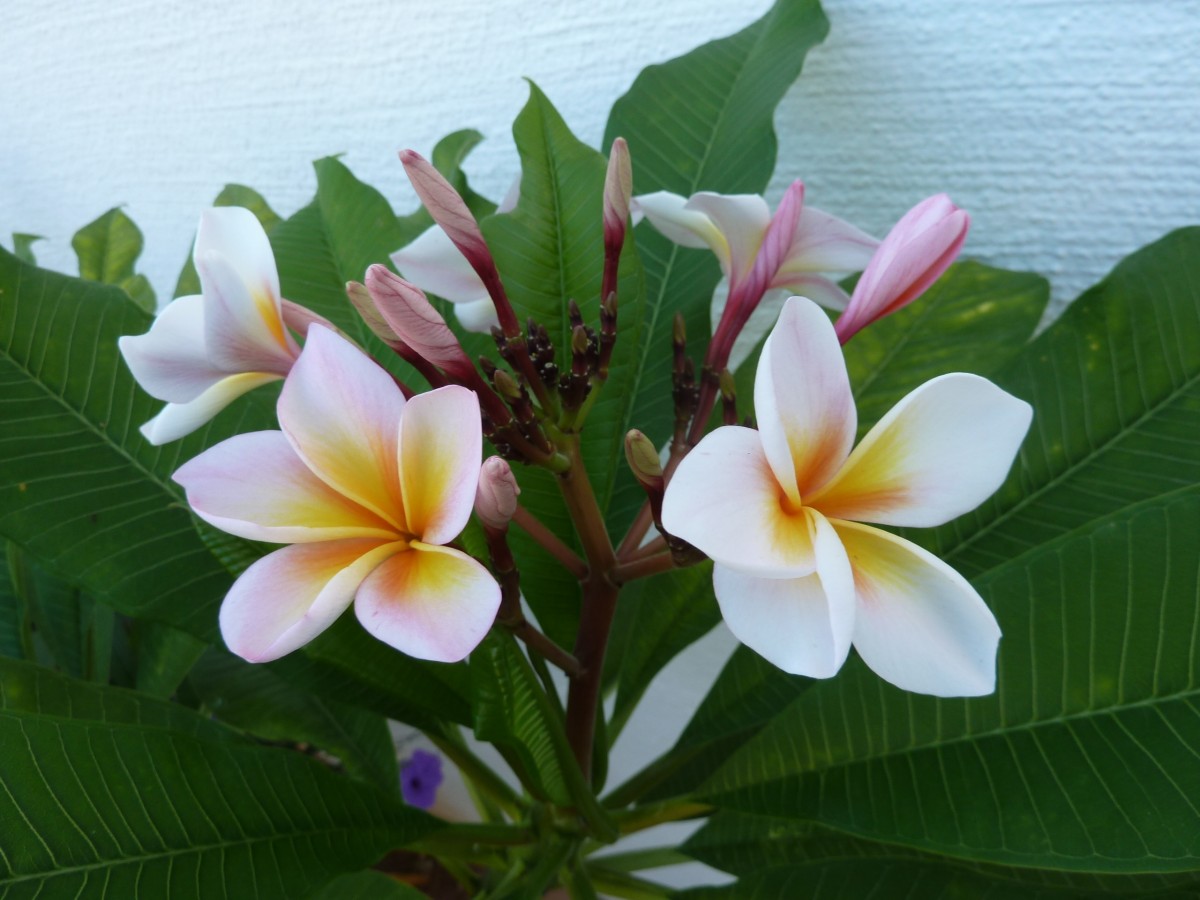 Plumeria Fukuoka