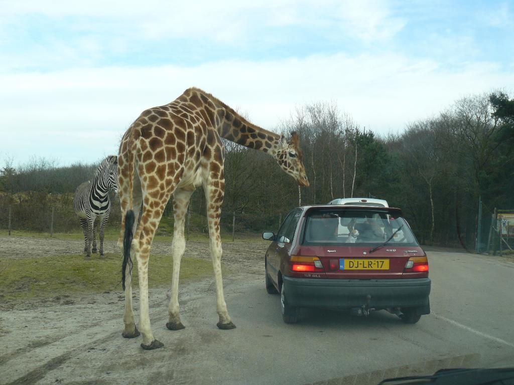 Beekse Bergen Safari Park