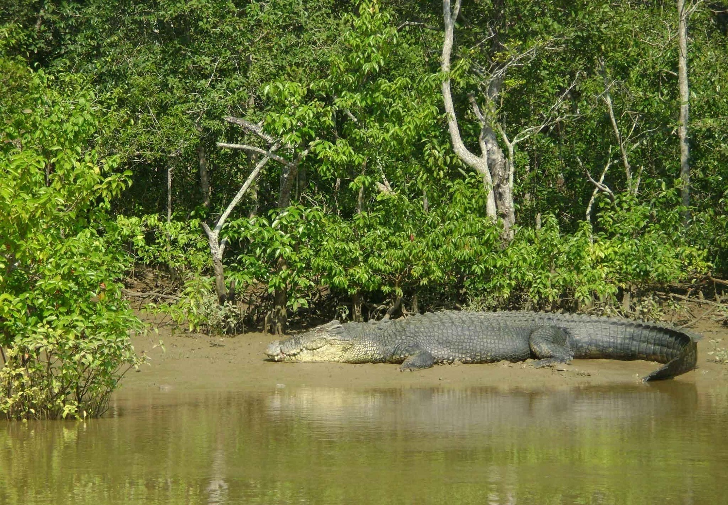 Bhitarkanika Wildlife Sanctuary