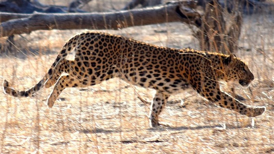 Keladevi Wildlife Sanctuary