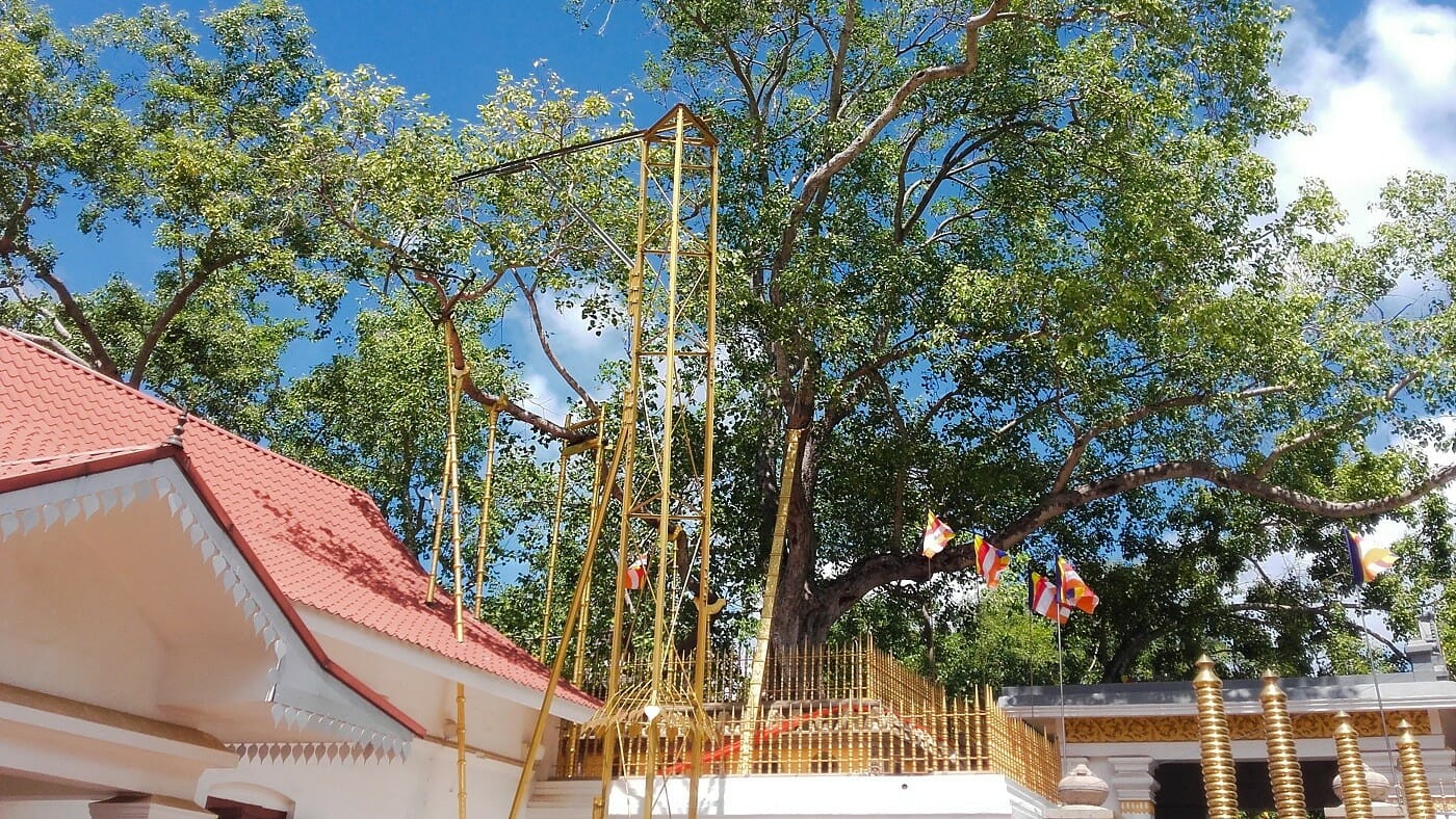 Jaya Sri Maha Bodhi