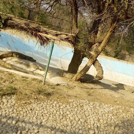 Nahargarh Biological Park