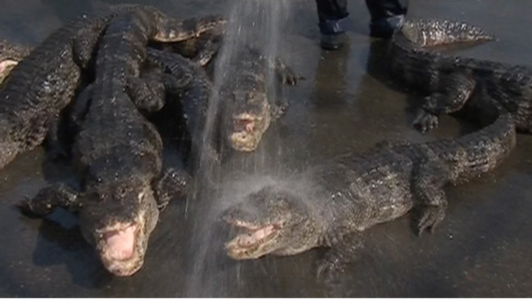 Xuancheng Chinese Alligator Reserve