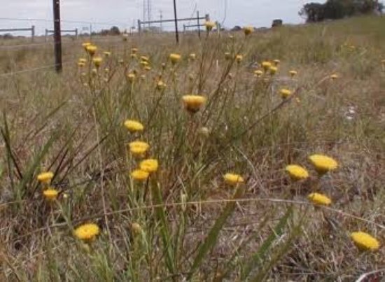William Angliss Native Grassland Reserve