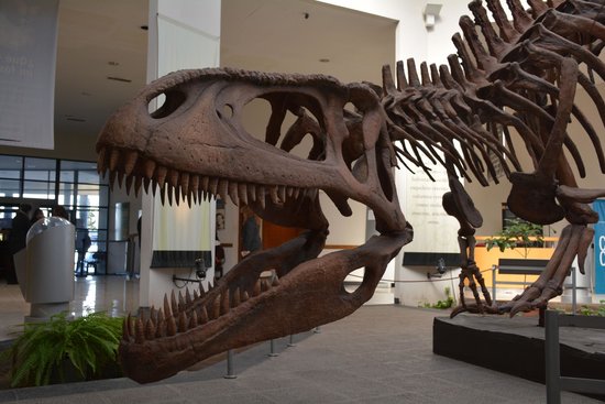 Museo Paleontologico Egidio Feruglio