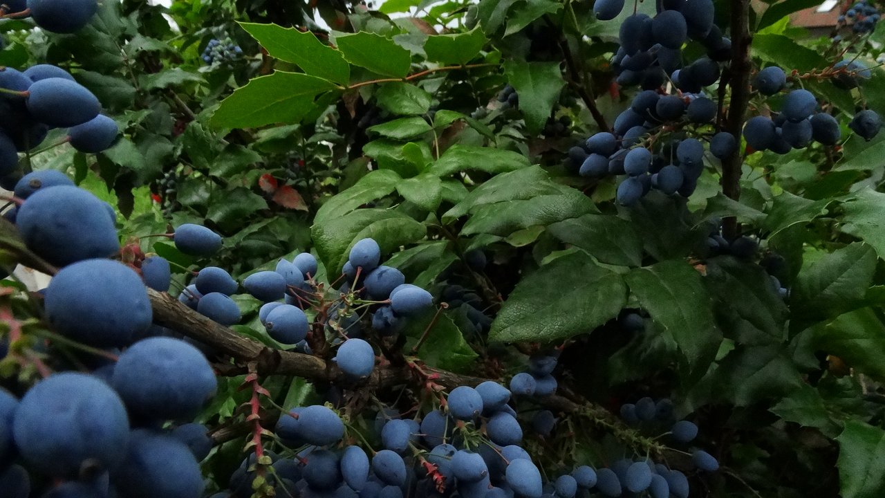 Tosu Berry Forest