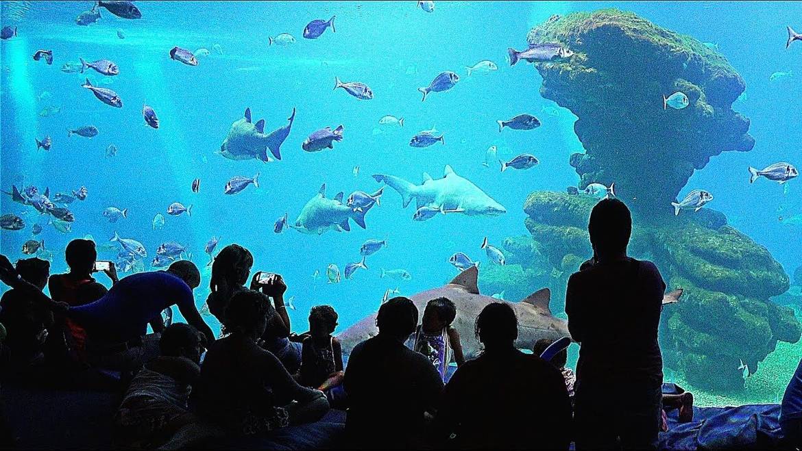 Palma Aquarium