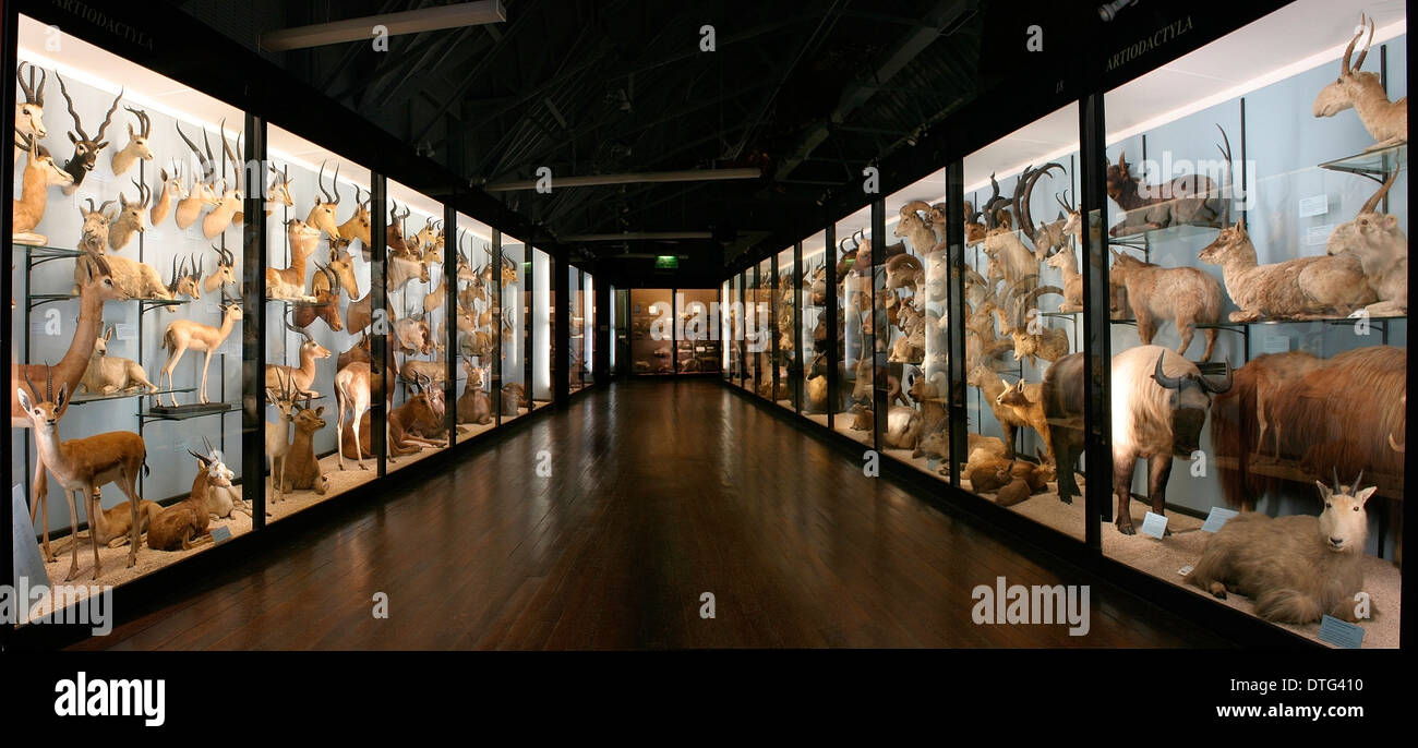 Natural History Museum at Tring