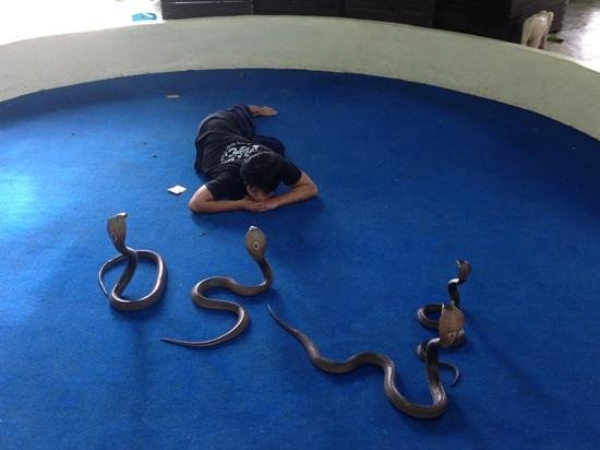 Ao Nang Snake Show