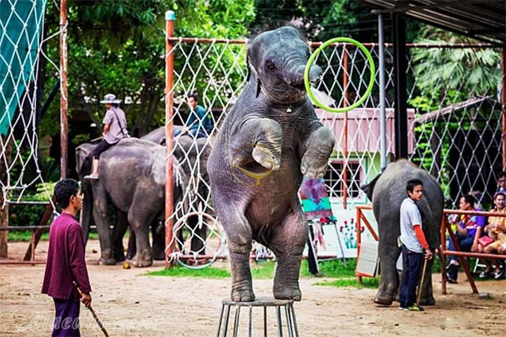 Ban Ta Klang Elephant Village