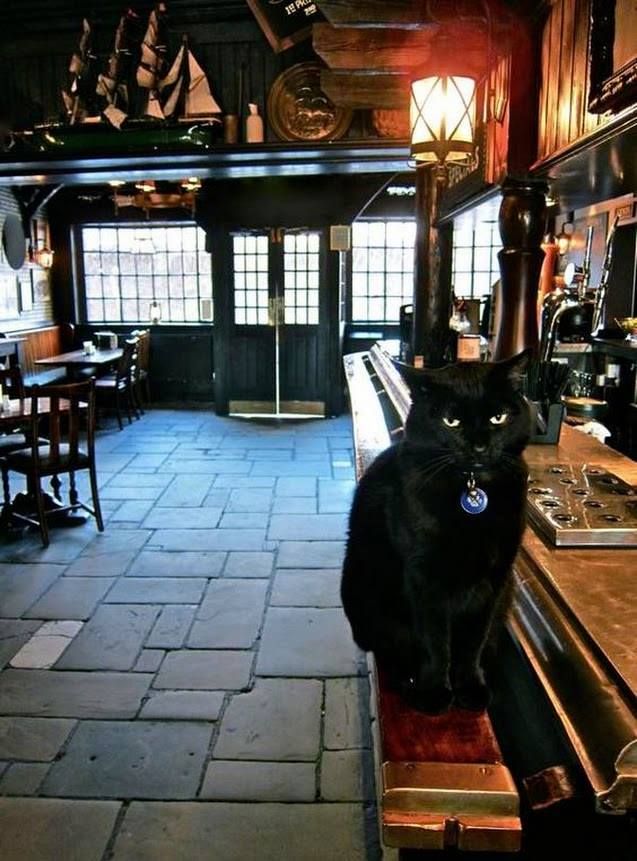 The Cat Bar
