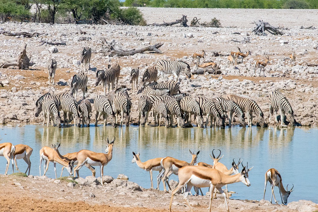 Okaukuejo waterhole