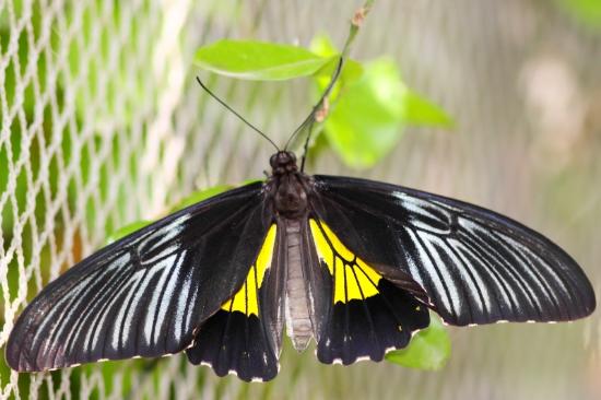 Jumalon Butterfly Sanctuary