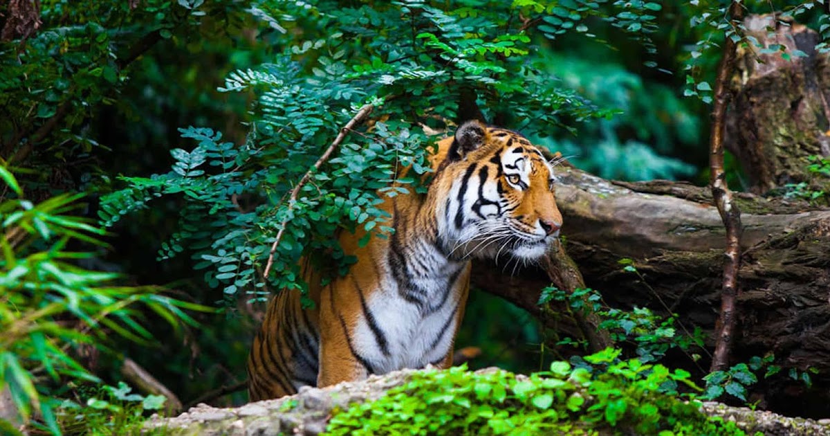 High Altitude Zoo
