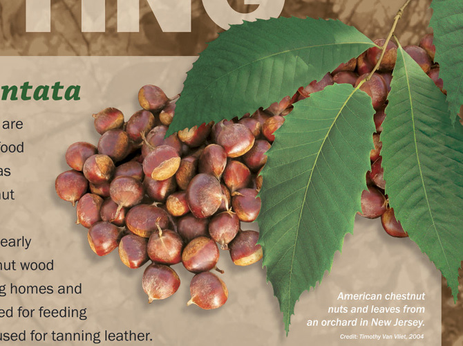 American Chestnut Land Trust