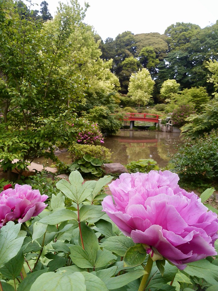 Peony Garden Tokyo (Tsukuba Peony Garden)