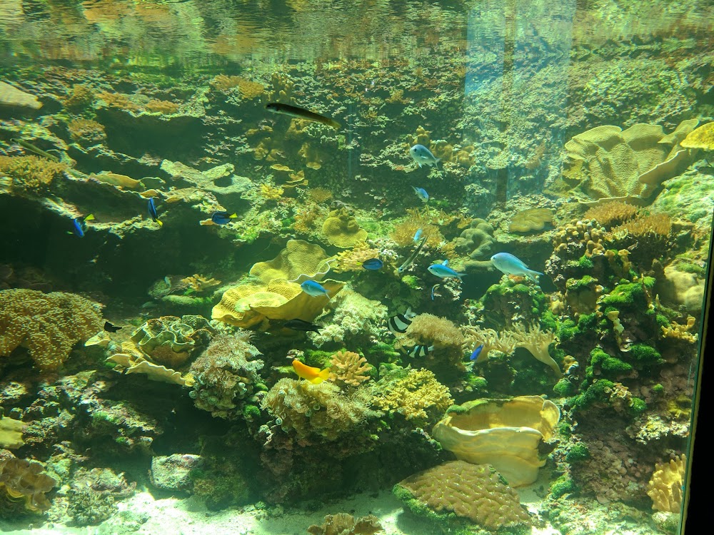 Reef HQ Great Barrier Reef Aquarium