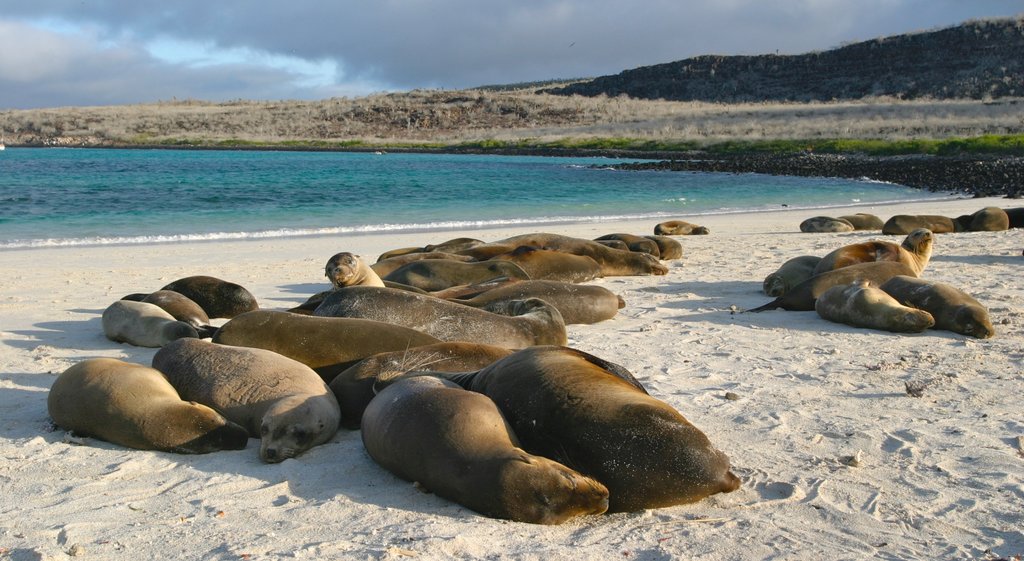 Santa Fe Island