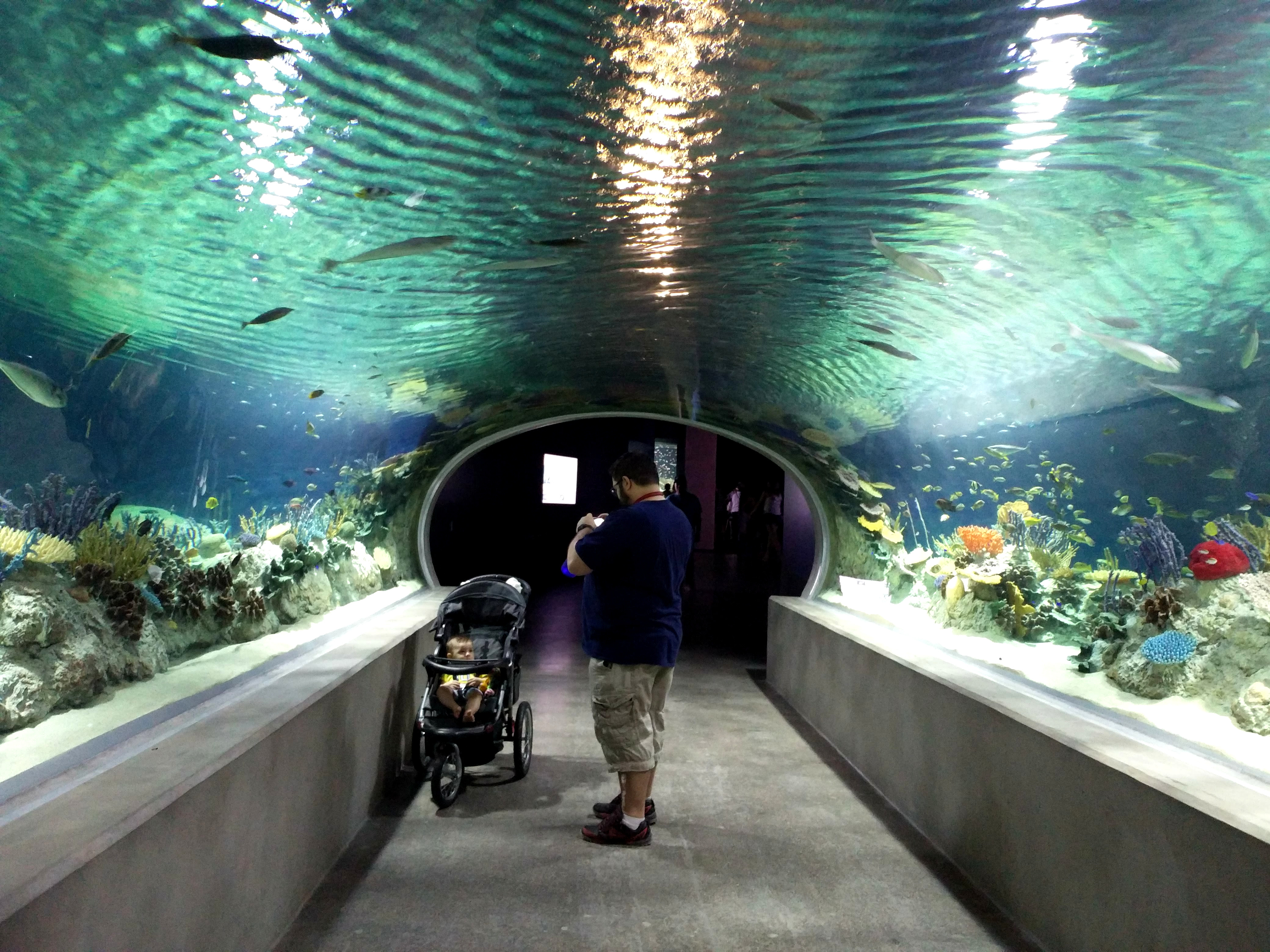 OdySea Aquarium