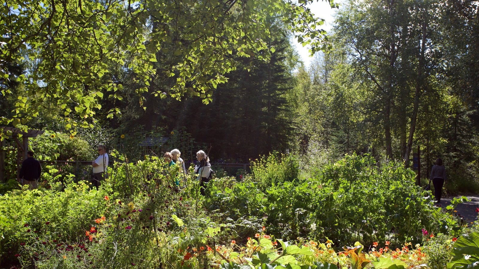 Alaska Botanical Garden