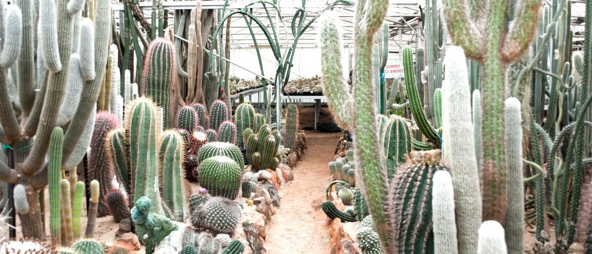 Orana Cactusworld