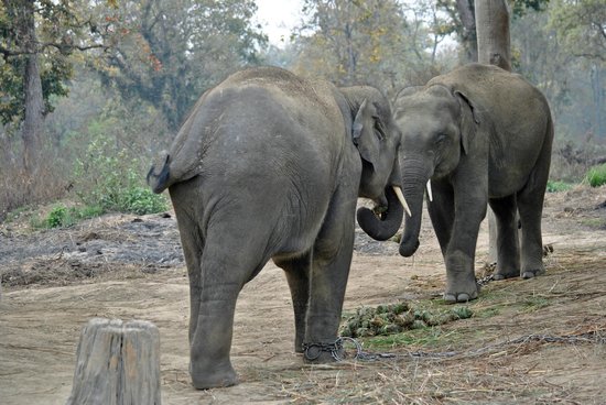 Elephant Breeding Centre