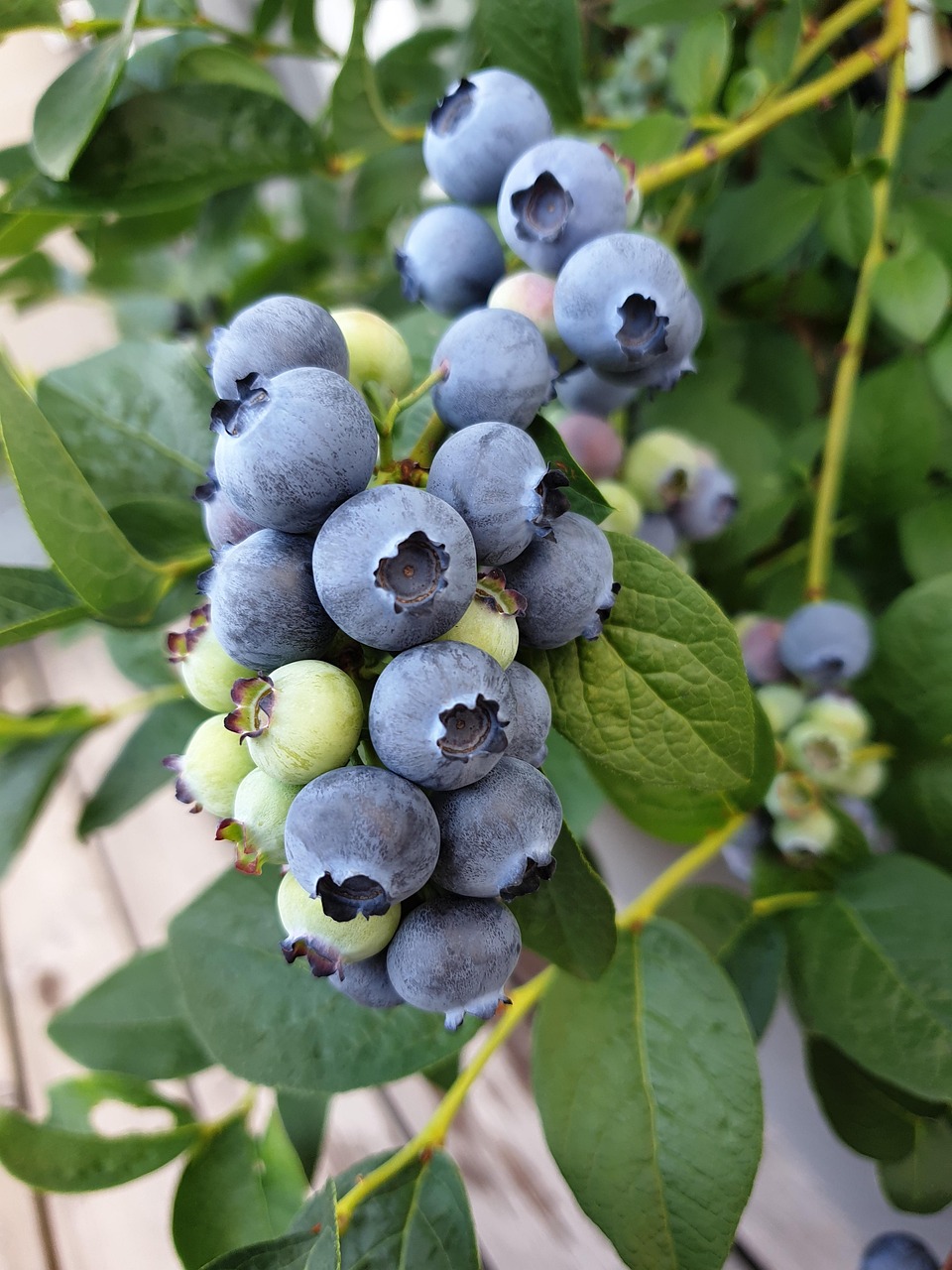Blueberry Earthouse
