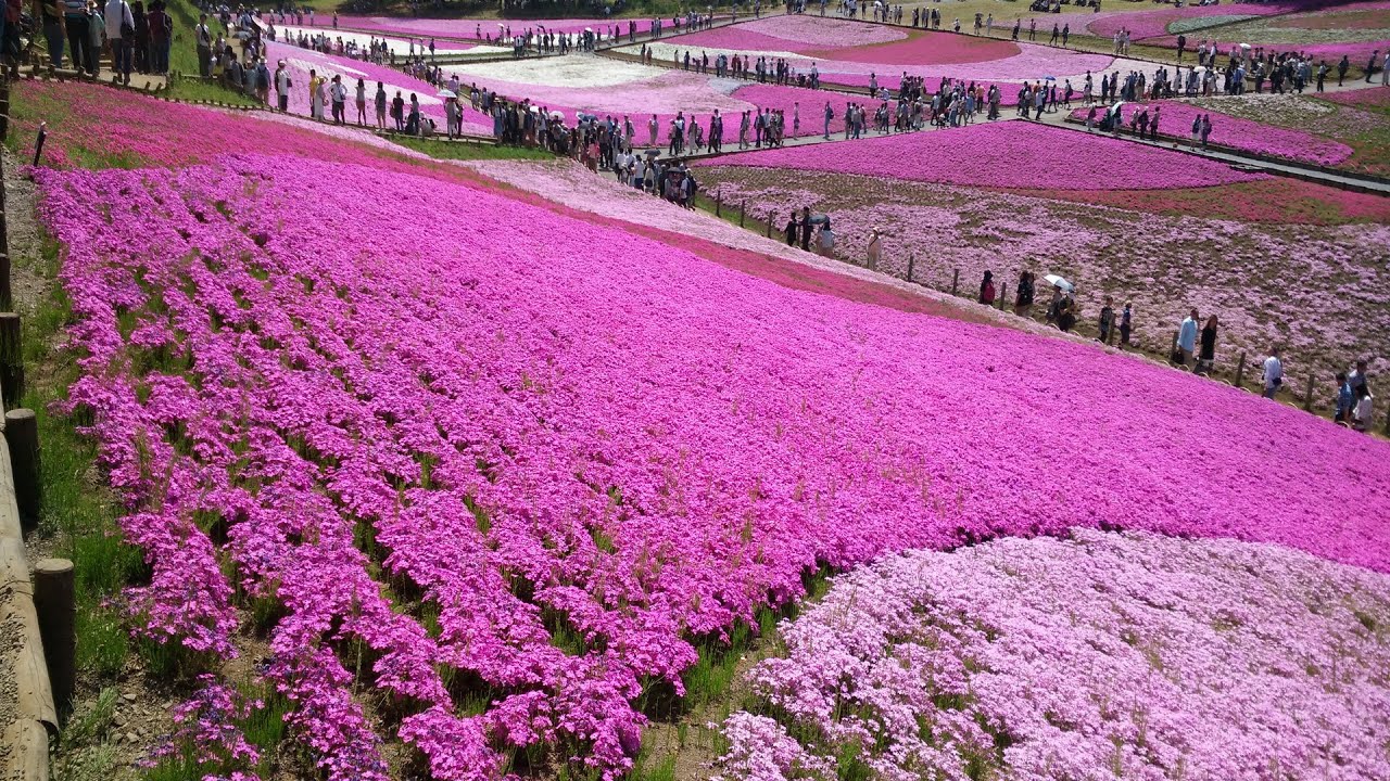 Misato moss phlox Park