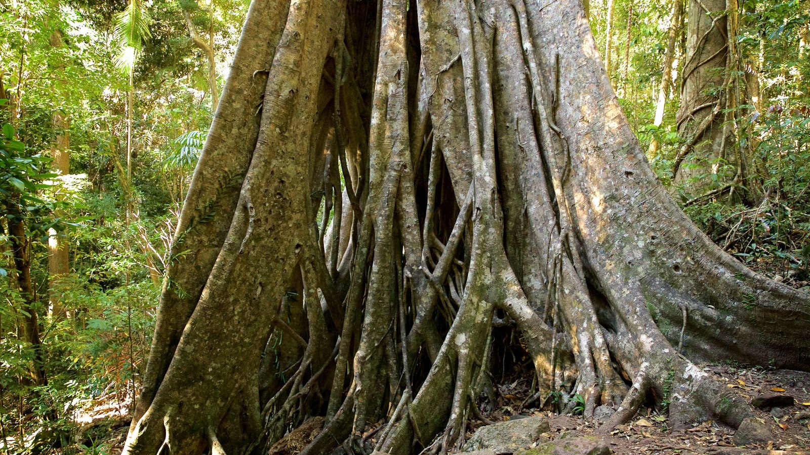 Kondalilla National Park