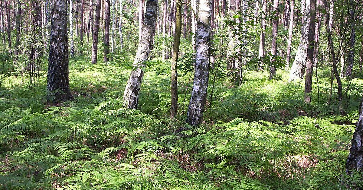 Bolimow Landscape Park