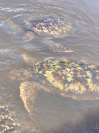 Jozani Sea Turtle Sanctuary