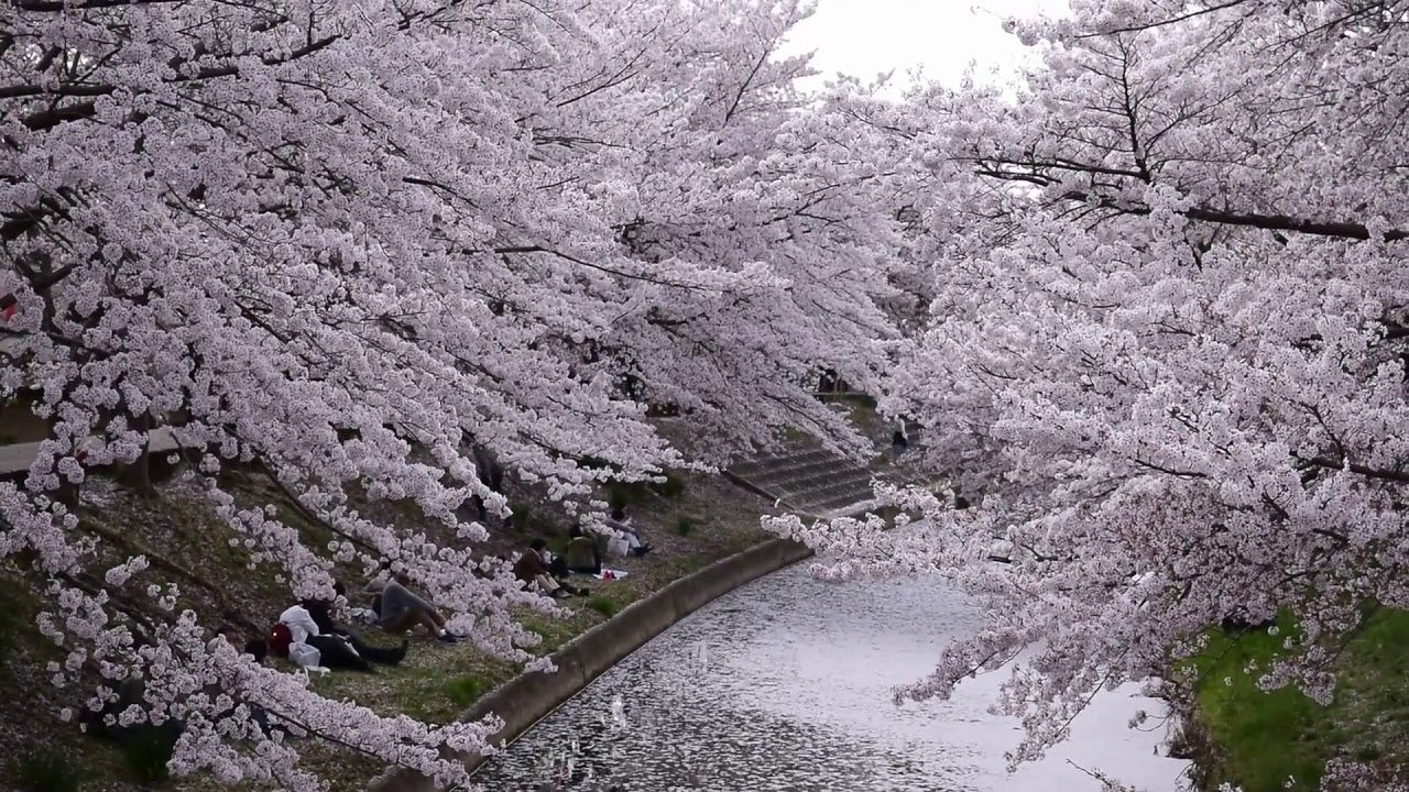 Sagami River Cherry Blossoms
