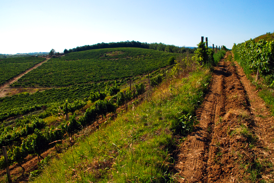 Vinogradi Volarevic