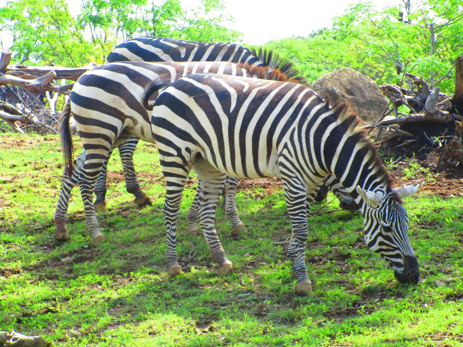 Yokohama Zoo ''Zoorasia''