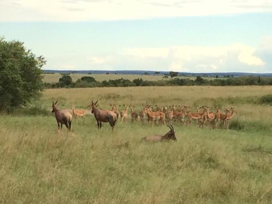 Wild Odyssey Safaris - Day Tours
