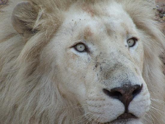 Mama Tau White Lions Breeding Project