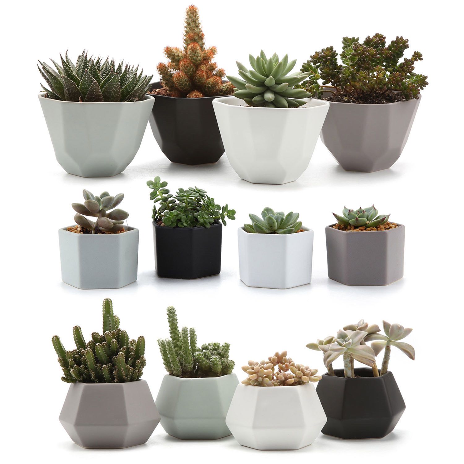 Dotty Pots