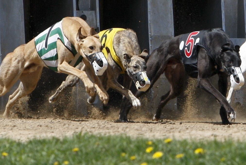 The Iowa Greyhound Park