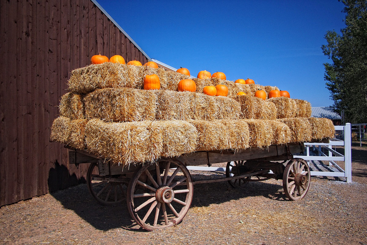 McCall's Pumpkin Patch