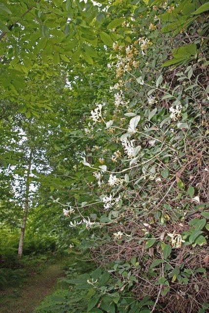 Weeleyhall Woods