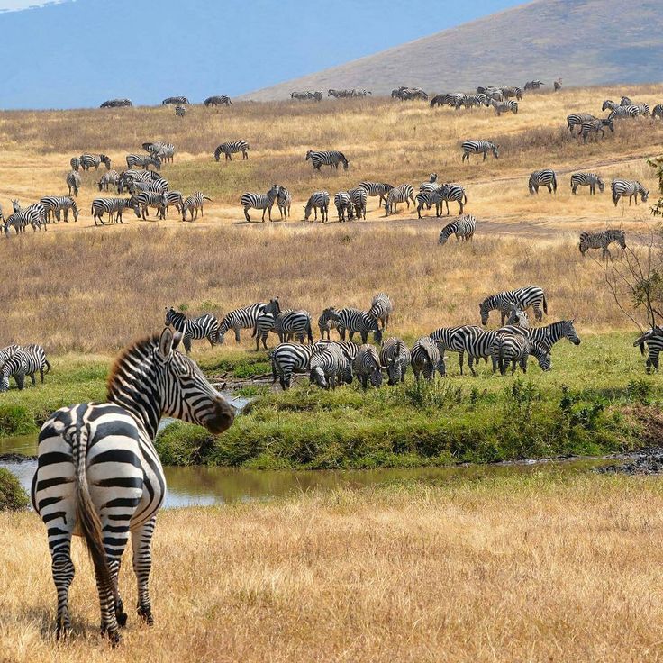 Tanzania Wilderness Adventure