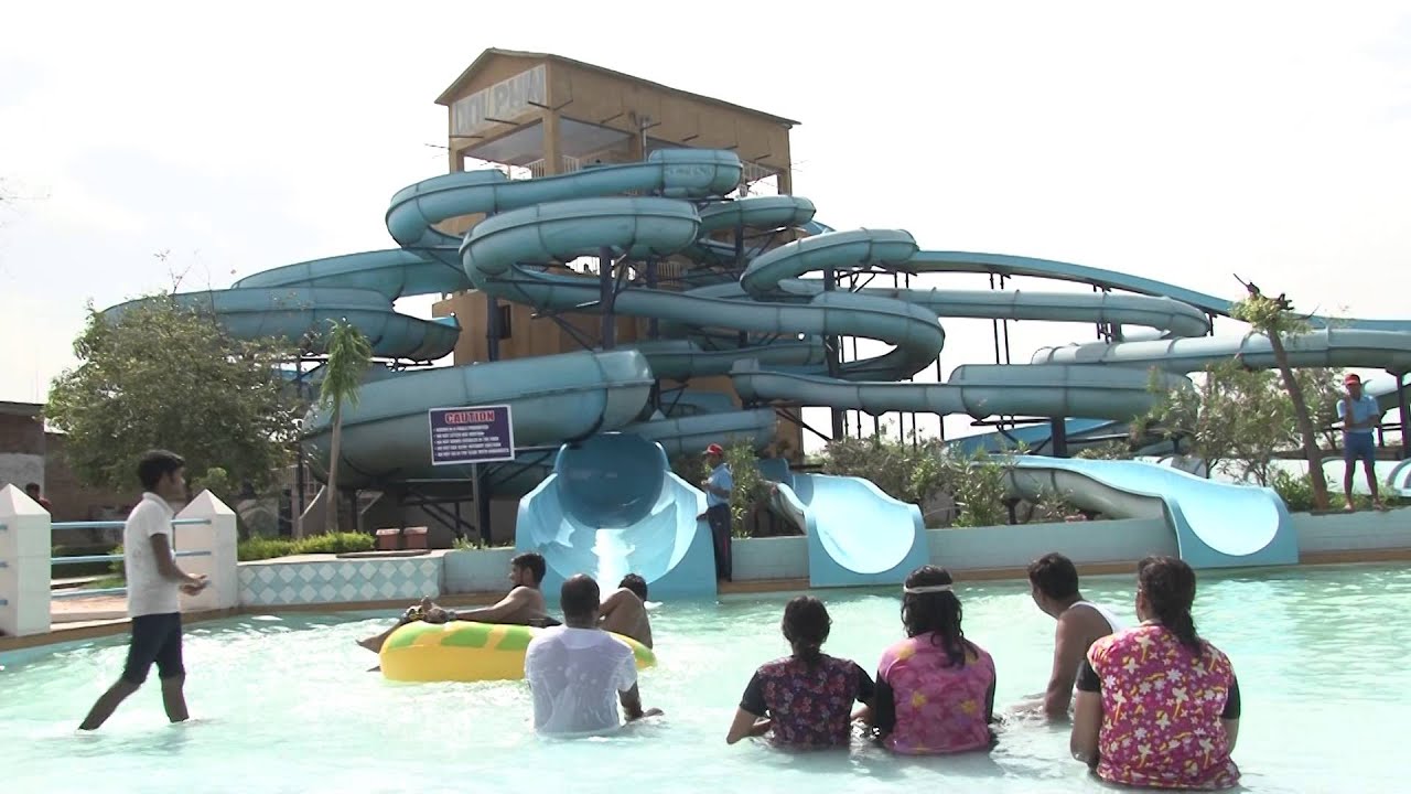 Dolphin The Water World