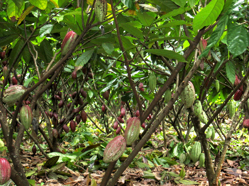 The Cocoa Trees