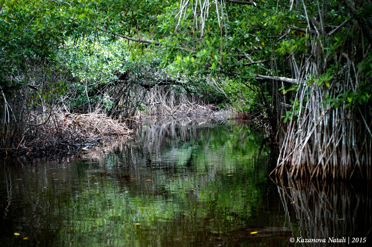 Mangrove Swamp Park