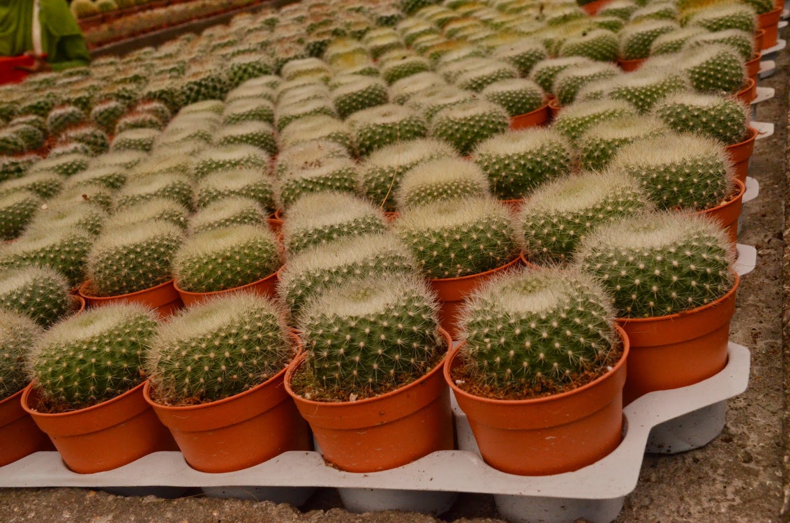 Cactus Valley