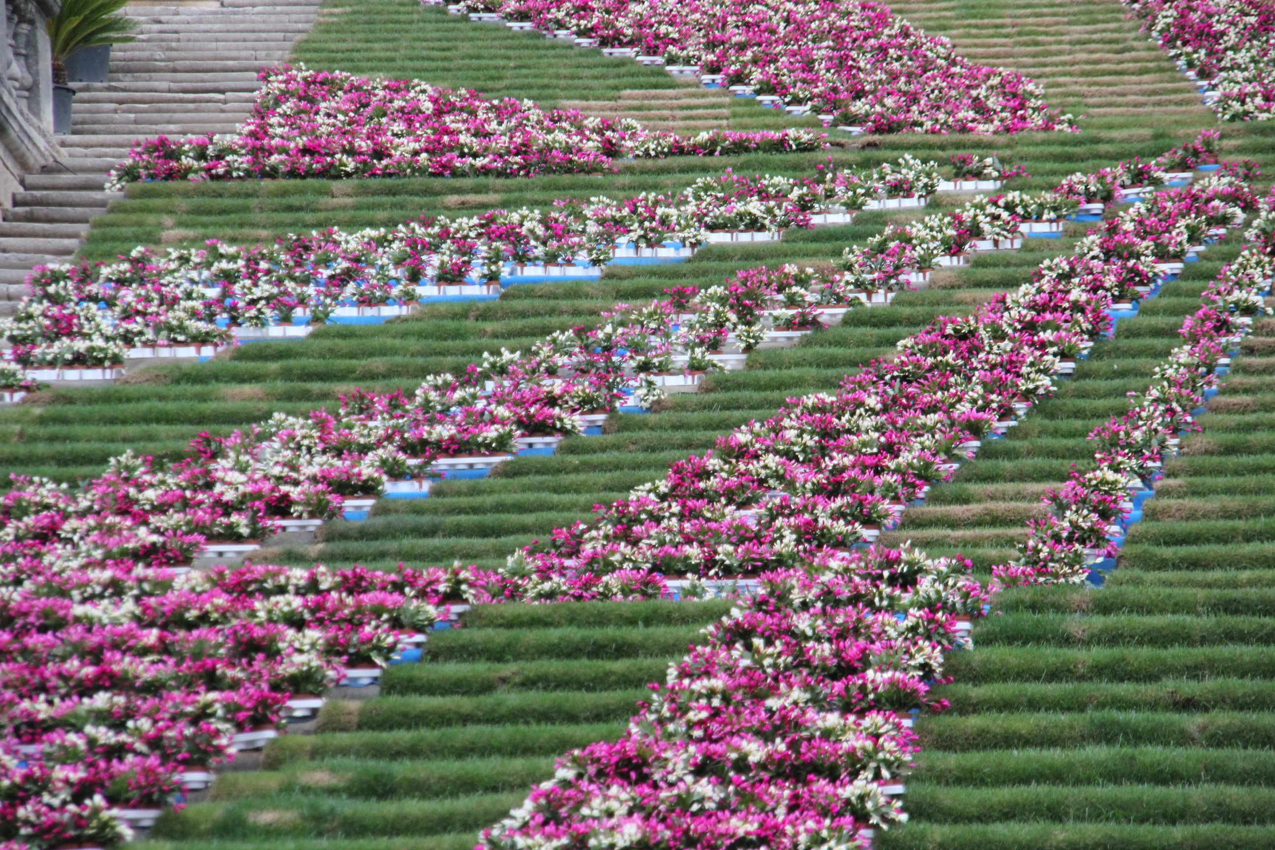 Catedral de Flores