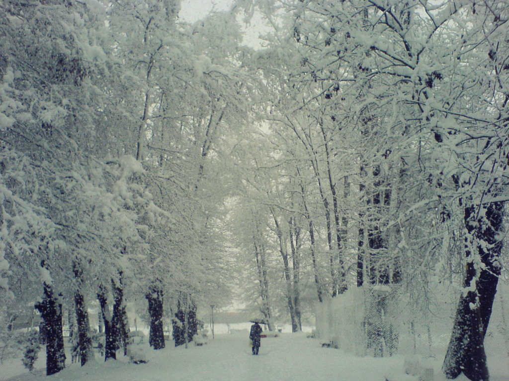 Mohtasham Garden