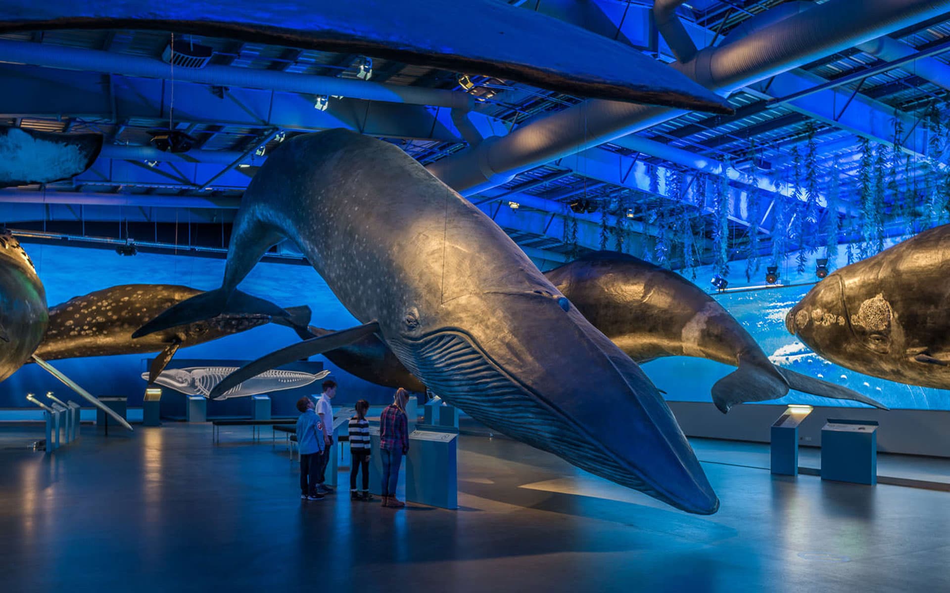 Whale Museum