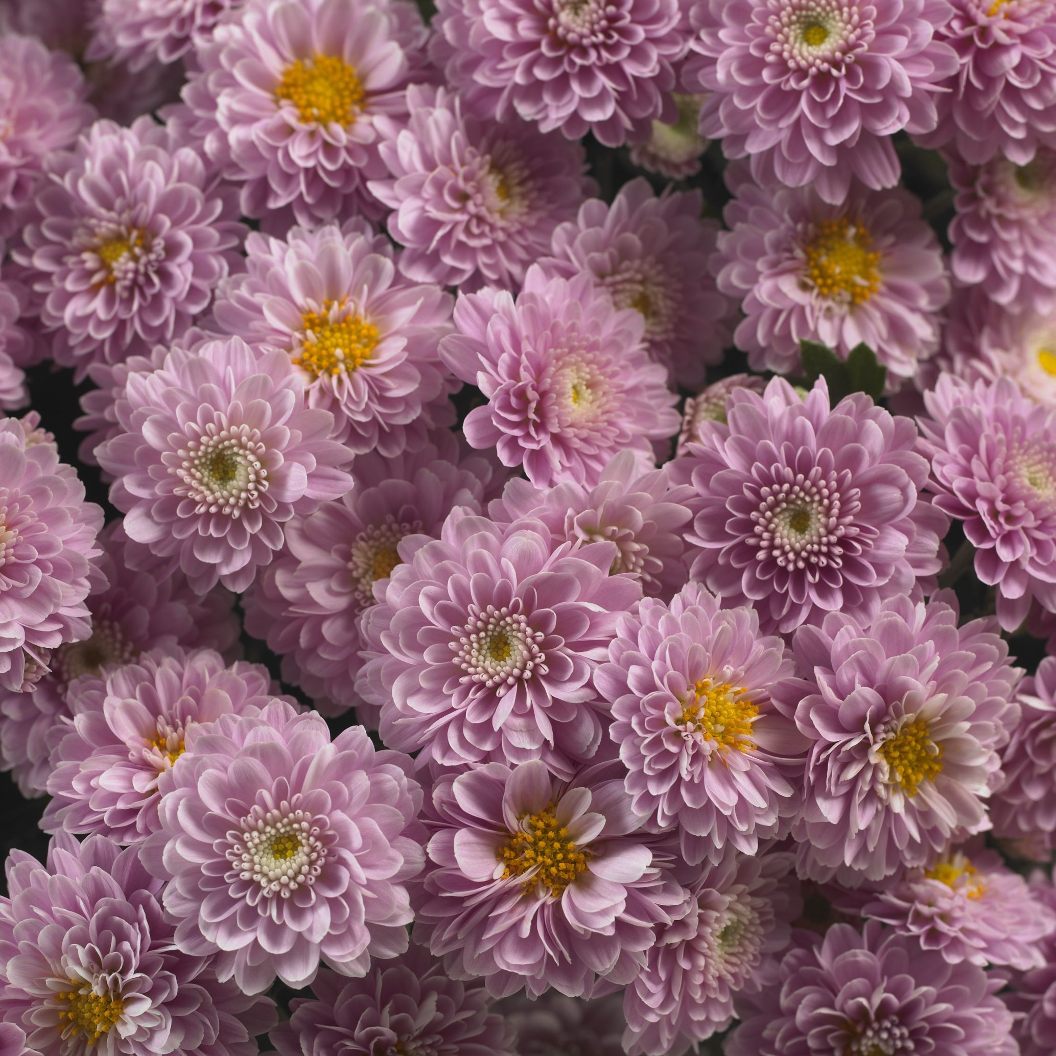 Chrysanthemum Island